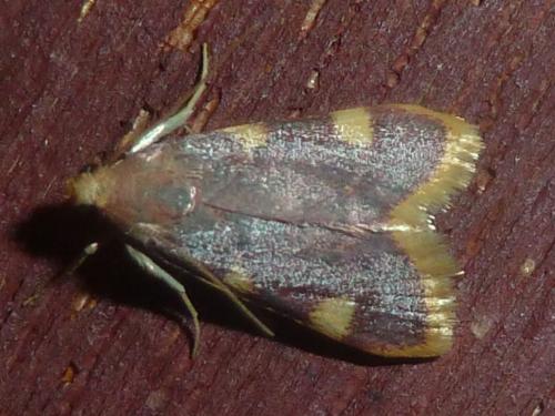 Réf. 185 443 : Hypsopygia costalis
